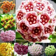 100 St&uuml;ck Hoya Samen 