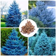 100 St&uuml;ck Picea Pungens Glauca Baumsamen Fichtensamen
