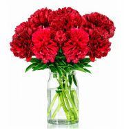 12 Pfingstrosen "LovelyRed" f&uuml;r 21,98&euro; statt 34,98&euro;
