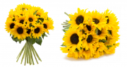 15 strahlende Sonnenblumen bis 60 cm gro&szlig; f&uuml;r nur 14,99 Euro