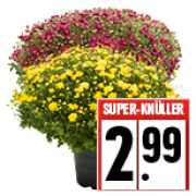 Crysanthemen Busch bei Edeka f&uuml;r 2,99&euro;