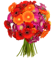34 bunte Gerberas f&uuml;r 20,94&euro; statt 24,99