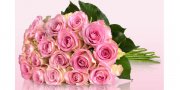 Pretty Pink 20 Rosen by MIFLORA f&uuml;r 12,95