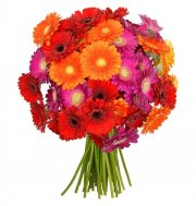 33 bunte Gerbera bei Blume Ideal f&uuml;r 14,99&euro; anstatt 24,99&euro;
