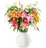 15 Inka-Lilien (50 Bl&uuml;ten) f&uuml;r 19,98&euro; statt 34,98&euro; 