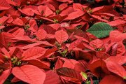 IKEA bis 12.11.2017 - Weihnachtsstern zum Aktionspreis von 2,99 &euro;