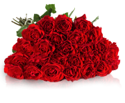 Miflora &ndash; 30 rote Rosen mit 50cm Stiel f&uuml;r 18,90&euro; statt 39,90&euro; inkl. Versand