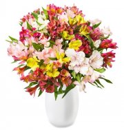 44 Inkalilien (220 Bl&uuml;ten) bei Blume Ideal f&uuml;r 24,98&euro; inkl.Versand anstatt 39,98&euro;