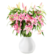 17 pinke Lilien (bis zu 60 Bl&uuml;ten) nur 19,98&euro;