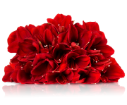 Glamorous Red!!! Ein Bl&uuml;tenmeer aus f&uuml;nf roten Amaryllis f&uuml;r 18,90&euro;