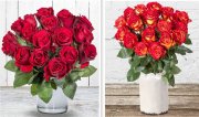 18 rote Rosen f&uuml;r 12,18&euro; inkl. Versand