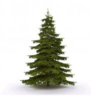 Kaisertanne bringt Dir Deinen Weihnachtsbaum direkt ins Haus jetzt 10% sparen