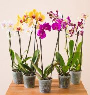 5 Orchideen bei Blume Ideal f&uuml;r 29,98&euro; anstatt 44,98&euro;