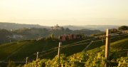 Edle Barolo Nebbiolo Weine bis zu 20%