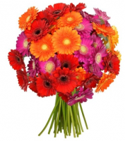 Bl&uuml;tentraum mit 34 bunten Gerbera nur 20,98 Euro inkl. Versand bei Blume Ideal