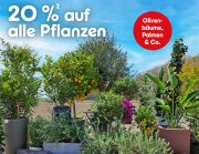 20% Rabatt auf alle Pflanzen bei Netto