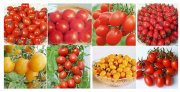 200 Tomatensamen f&uuml;r den Balkon f&uuml;r Rote, Schwarze oder Gelbe Tomaten f&uuml;r je 1,62&euro;