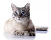 Tierisch! 20% Rabatt auf das gesamte Tierbedarf Sortiment bei lucky-pet.de!