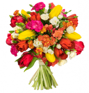 Wundersch&ouml;ne Tulpenpracht mit &uuml;ber 100 Bl&uuml;ten nur 22,98 Euro inkl. Versand bei Blume Ideal
