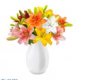 23 Lilien mit 90 Bl&uuml;ten f&uuml;r 19,98&euro;