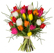Sch&ouml;ner Tulpenstrau&szlig; Modern Love mit Heidelbeeren aufgebunden f&uuml;r 19,98 Euro inkl. Versand
