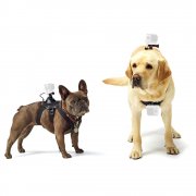 Hundegeschirr mit Halterung f&uuml;r Action Cam z.b. GoPro