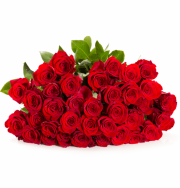 25 "RedRoses" f&uuml;r 19,98&euro; incl. Versand