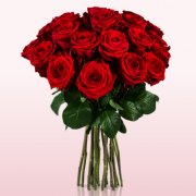 20 rote Rosen 50cm f&uuml;r nur 18,90&euro; inkl. Versand