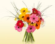 Strau&szlig; mit 20 bunten Germini nur 14,90&euro; inkl. Versand
