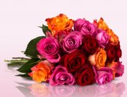 Bis zu 28 bunte Rosen f&uuml;r nur 18,90&euro; inkl. Versand