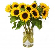 12 Sonnenblumen schon f&uuml;r 16,94&euro; inkl. Versand