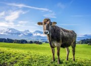 3 bis 6 Tage Kurzurlaub in Kaufbeuren im Allg&auml;u f&uuml;r 2 Personen inkl. Fr&uuml;hst&uuml;ck
