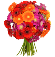 31 bunte Gerbera f&uuml;r 18,98&euro; inclusive Versand