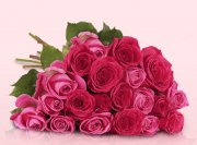 20 pinke Rosen nur 19,90 &euro; inkl. Versand
