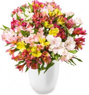 33 Inkalilien bei Blume Ideal f&uuml;r 19,98&euro;