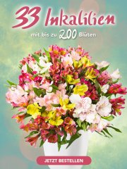 33 Inkalilien (bis zu 200 Bl&uuml;ten) f&uuml;r 20,98&euro; incl. Versand statt 37,98&euro;