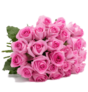 33 Rosen "PinkDiamonds" nur 19,98&euro;