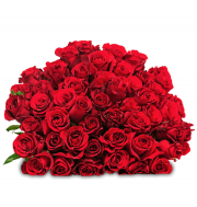 33 rote Rosen f&uuml;r 20,98&euro;