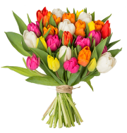 34 bunte Tulpen f&uuml;r 20,98&euro; incl. Versand 