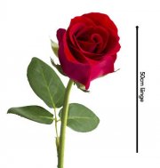 34 Rosen&uuml;berraschung bei Blumeideal.de f&uuml;r 19,98&euro;
