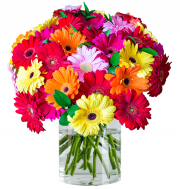35 bunte Gerbera f&uuml;r nur 19,98&euro; statt 39,98&euro;