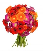 41 bunte Gerbera Blumen f&uuml;r 22,98&euro; inkl. Versand