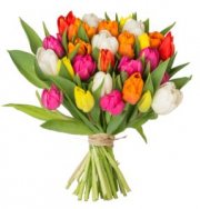 41 bunte Tulpen f&uuml;r 17,99&euro; - mit 7-Tage-Frische-Garantie f&uuml;r 22,98&euro; inkl. Versand