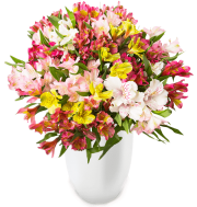  41 Inkalilien (bis zu 300 Bl&uuml;ten) f&uuml;r 22,98&euro; incl. VSK statt 44,98&euro;