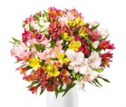 41 Inkalilien mit 200 Bl&uuml;ten f&uuml;r 22,98&euro;