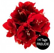 5 rote Amaryllis f&uuml;r nur 18,94 &euro; inkl. Versand
