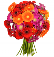 44 bunte Gerbera f&uuml;r 22,98&euro; statt 48,98&euro; incl. Versandkosten