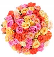 44 "RainbowRoses" nur 24,98&euro; incl. Versand statt 48,98&euro;