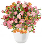 44 Spray-Nelken (300Bl&uuml;ten) bei Blume Ideal f&uuml;r 22,98&euro; anstatt 39,94&euro; 