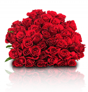 45 Rosen "ClassicRed" f&uuml;r 24,98&euro; incl Versand anstatt 49,98&euro;